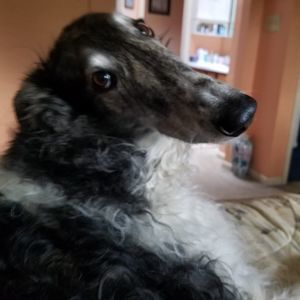 Meet your Posher, Robert